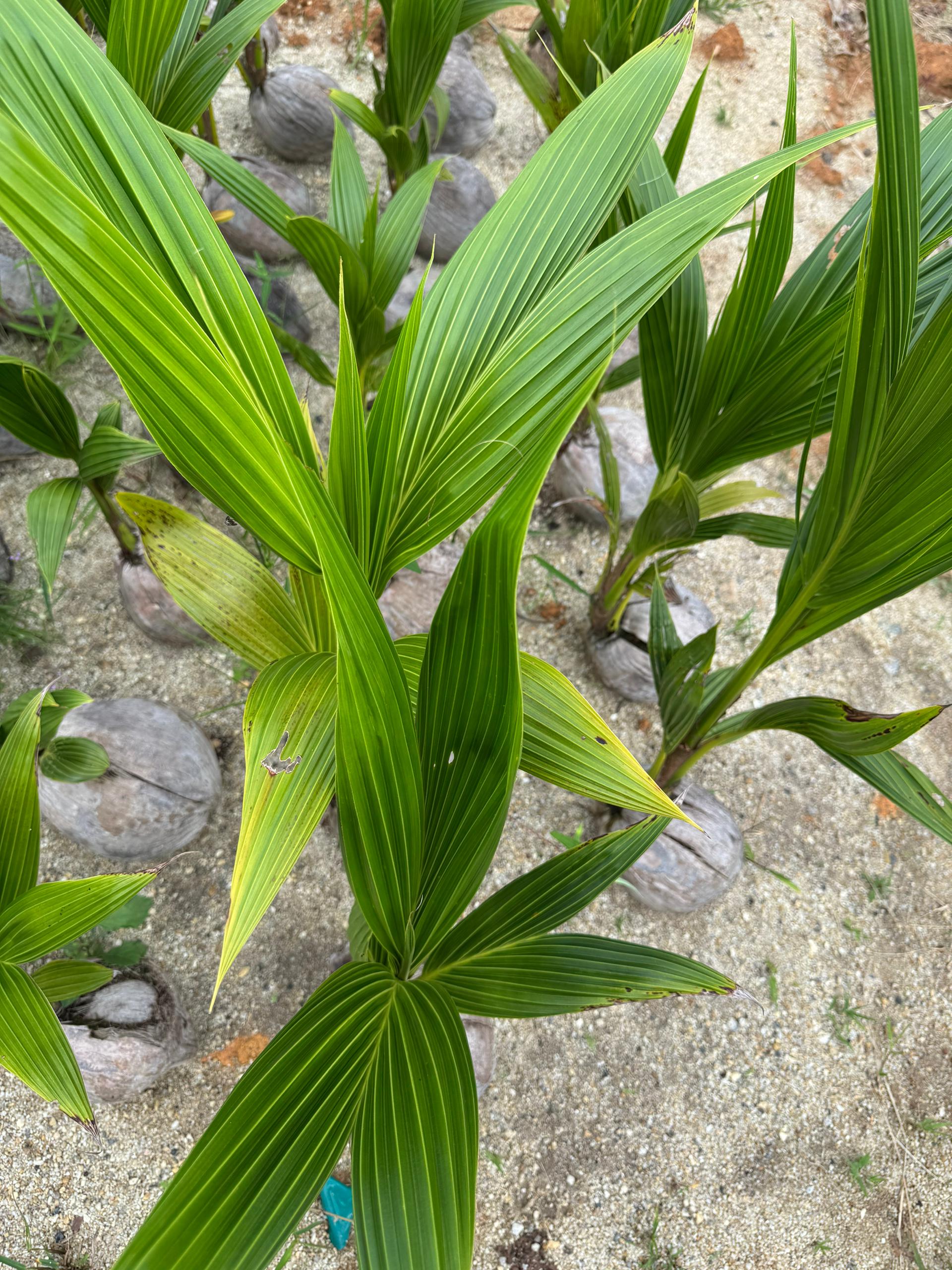 Benih Kelapa Pandan - Image 4