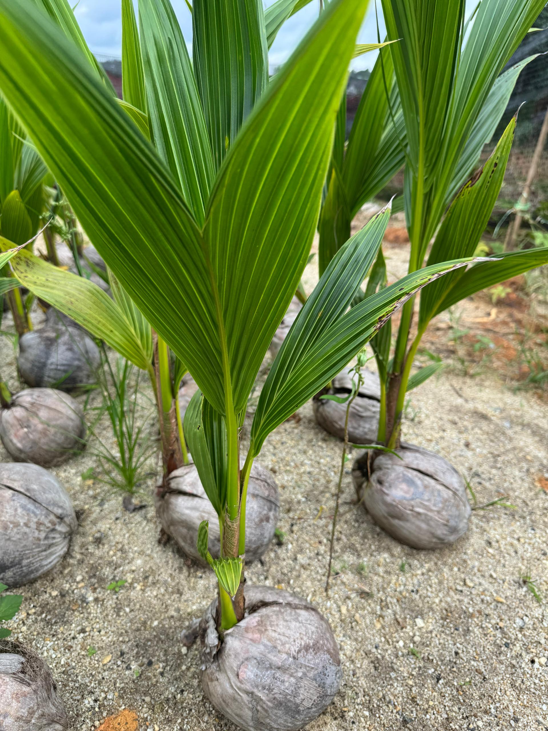 Benih Kelapa Pandan - Image 3