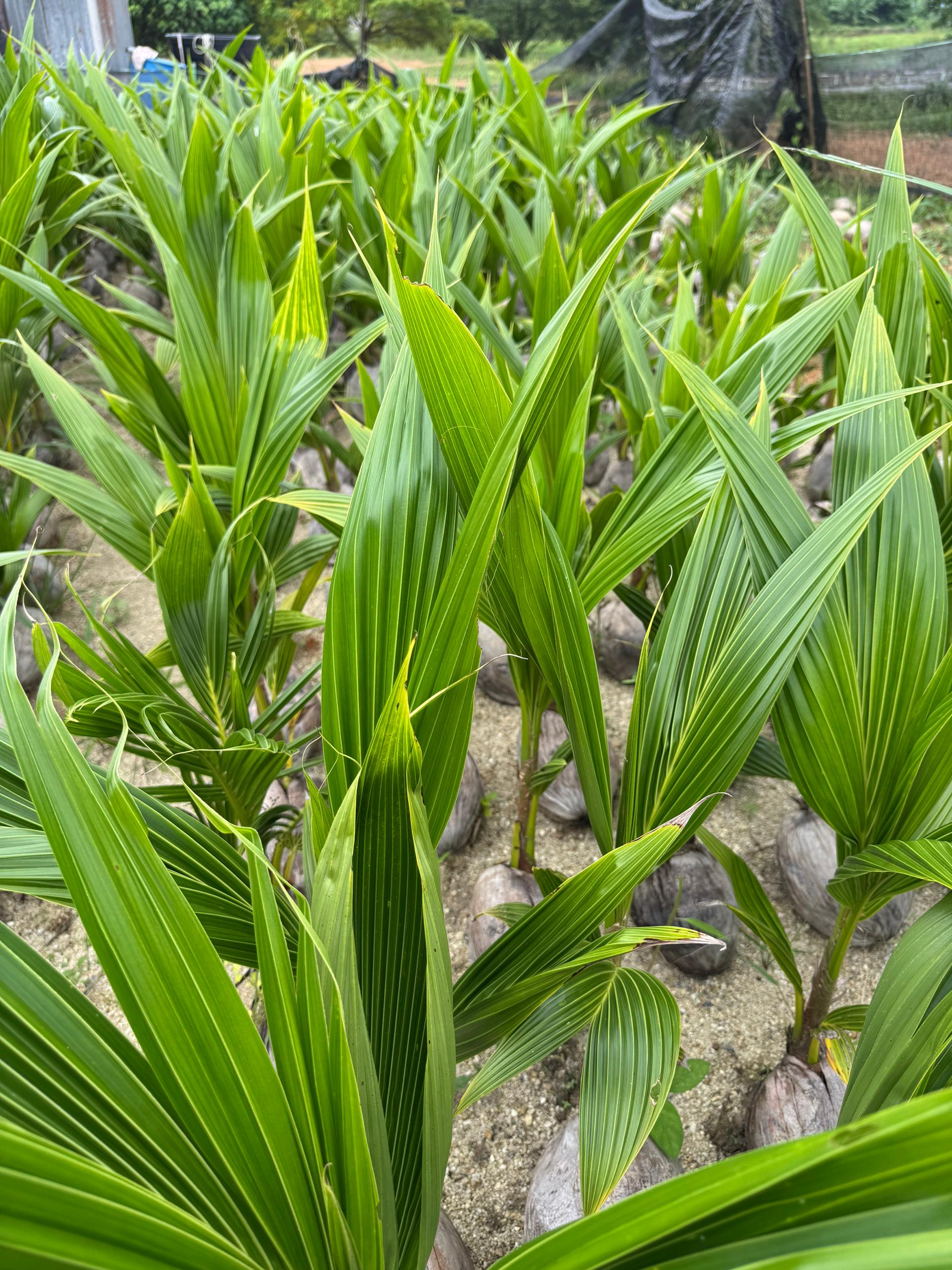 Benih Kelapa Pandan - Image 2
